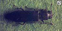lyctus insecte