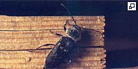 Insecte xylophage