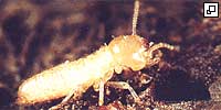 termites