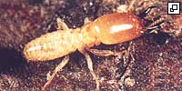 termite