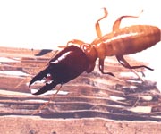 Traitement des termites - Cliquez ici