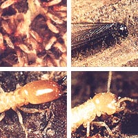 Apprenez à connaître les termites et suivez le guide ...